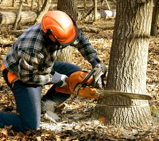Tree Removal in West Bridgewater, MA